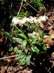 Pipsissewa, Prince's Pine, Ground Holly 