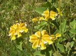 gelb Gartenblumen Phlomis Foto