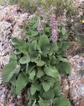 flieder Gartenblumen Phlomis Foto