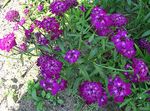 porpora I fiori da giardino Candytuft, Iberis foto