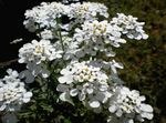 bianco I fiori da giardino Candytuft, Iberis foto