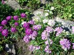 foto Candytuft beschrijving