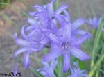 Photo Lily-of-the-Altai, Lavender Mountain Lily, Siberian Lily, Sky Blue Mountain Lily, Tartar Lily description