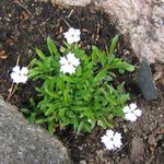 weiß Gartenblumen Silene, Heliosperma, Silene alpestris Foto