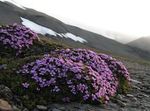 Moss Campion 