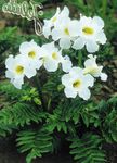 blanc les fleurs du jardin Gloxinia Hardy, Incarvillea delavayi Photo