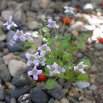 blanco Flores de jardín Ionopsidium Acaule Foto