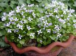 white Garden Flowers Ionopsidium acaule Photo