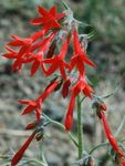 Standing Cypress, Scarlet Gilia