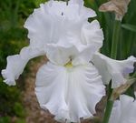 white Garden Flowers Iris, Iris barbata Photo