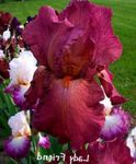 burgundy Garden Flowers Iris, Iris barbata Photo