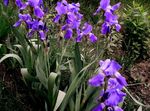 porpora I fiori da giardino Iris, Iris barbata foto