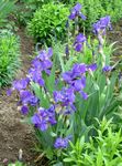 blue Garden Flowers Iris, Iris barbata Photo