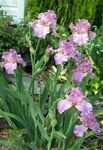 lilac Garden Flowers Iris, Iris barbata Photo