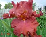 red Garden Flowers Iris, Iris barbata Photo