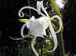 Photo Spider Lily, Ismene, Sea Daffodil description