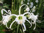 bijela Vrtne Cvjetovi Pauk Ljiljan, Ismene, More Narcis, Hymenocallis Foto