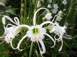 bianco I fiori da giardino Ragno Giglio, Ismene, Giunchiglia Mare, Hymenocallis foto