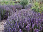 lilac Garden Flowers Hyssop, Hyssopus officinalis Photo