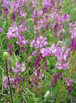 lilac Garden Flowers Polygala amara Photo