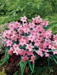 rose les fleurs du jardin Printemps Starflower, Ipheion Photo