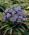 lilac Spring Starflower, Ipheion Photo