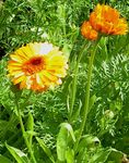 orange Ringelblume, Calendula officinalis Foto