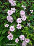 rose les fleurs du jardin Calystegia, Calystegia pubescens Photo