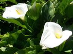 white Garden Flowers Calla Lily, Arum Lily Photo