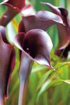 burgundy Garden Flowers Calla Lily, Arum Lily Photo