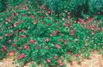 Photo Mexican Winecups, Poppy Mallow description