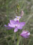 lilac Garden Flowers Grass Pink Orchid, Calopogon Photo