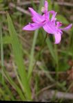 Photo Grass Pink Orchid description
