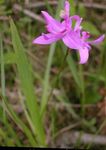 Gras Rosa Orchidee