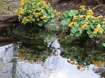 Marsh Marigold, Kingcup