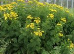Photo Curled Tansy, Curly Tansy, Double Tansy, Fern-leaf Tansy, Fernleaf Golden Buttons, Silver Tansy description