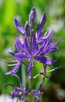 pourpre les fleurs du jardin Camassia Photo