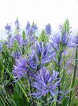 light blue Garden Flowers Camassia Photo