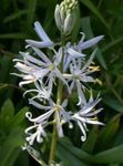 weiß Gartenblumen Camassia Foto