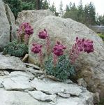 burgundy Garden Flowers Saxifraga Photo