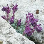 purple Garden Flowers Saxifraga Photo