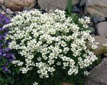 white Garden Flowers Saxifraga Photo