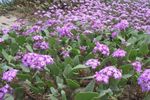 Sand Verbena