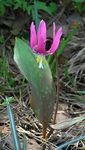 foto Fawn Lily beschrijving