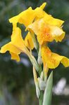 Photo Canna Lily, Indian shot plant description