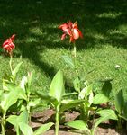 rot Gartenblumen Canna Lilie, Indische Schuss Werk Foto