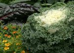 Photo Flowering Cabbage, Ornamental Kale, Collard, Curly kale description