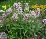 Photo Indian Paintbrush description