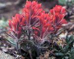 rouge les fleurs du jardin Indian Paintbrush, Castilleja Photo