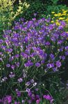 lila Gartenblumen Liebe Werk Rassel, Catananche Foto